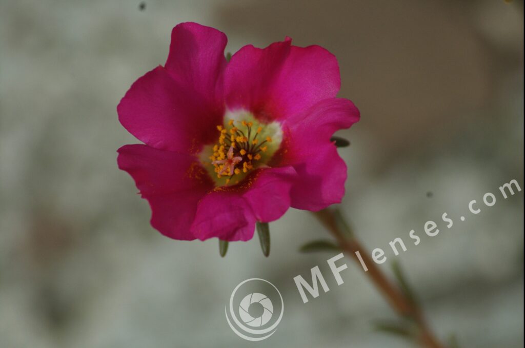 Tamron  80-210mm f/3.8-4 103A macro 1:1.14-284