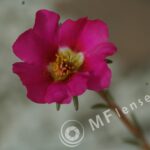 Tamron  80-210mm f/3.8-4 103A macro 1:1.14-284