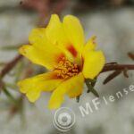 Tamron  80-210mm f/3.8-4 103A macro 1:1.14-285