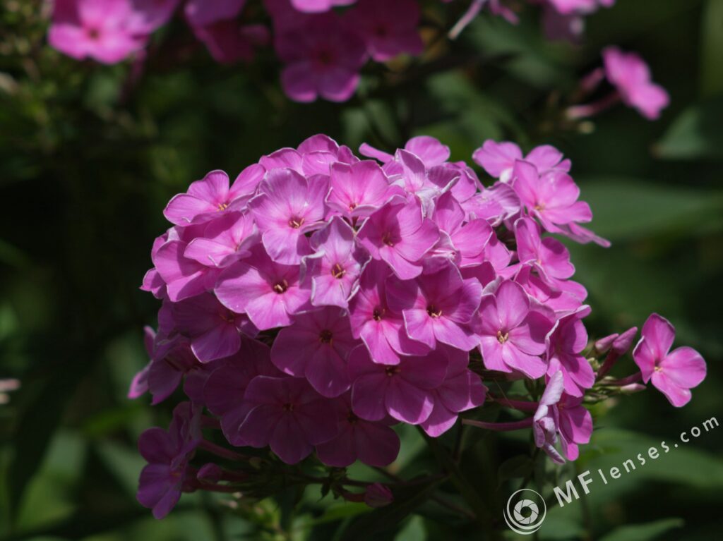 Tamron 135mm f/2.5-2294