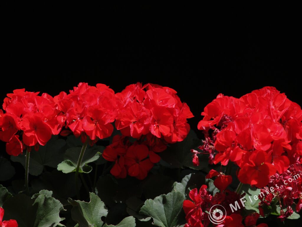 Tamron 135mm f/2.5-2284
