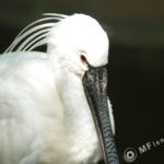 Tamron 135mm f/2.5-2285