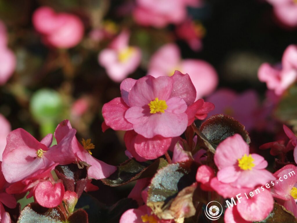 Tamron 200mm f3.5 04B-3081