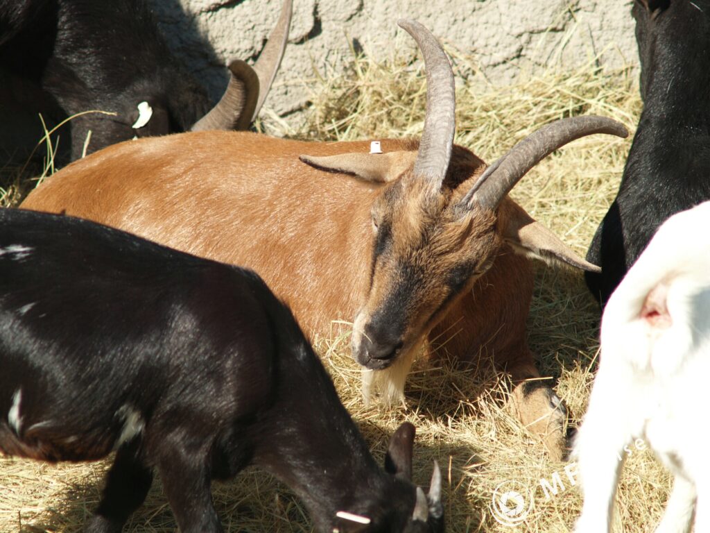 Tamron 200mm f3.5 04B-3084