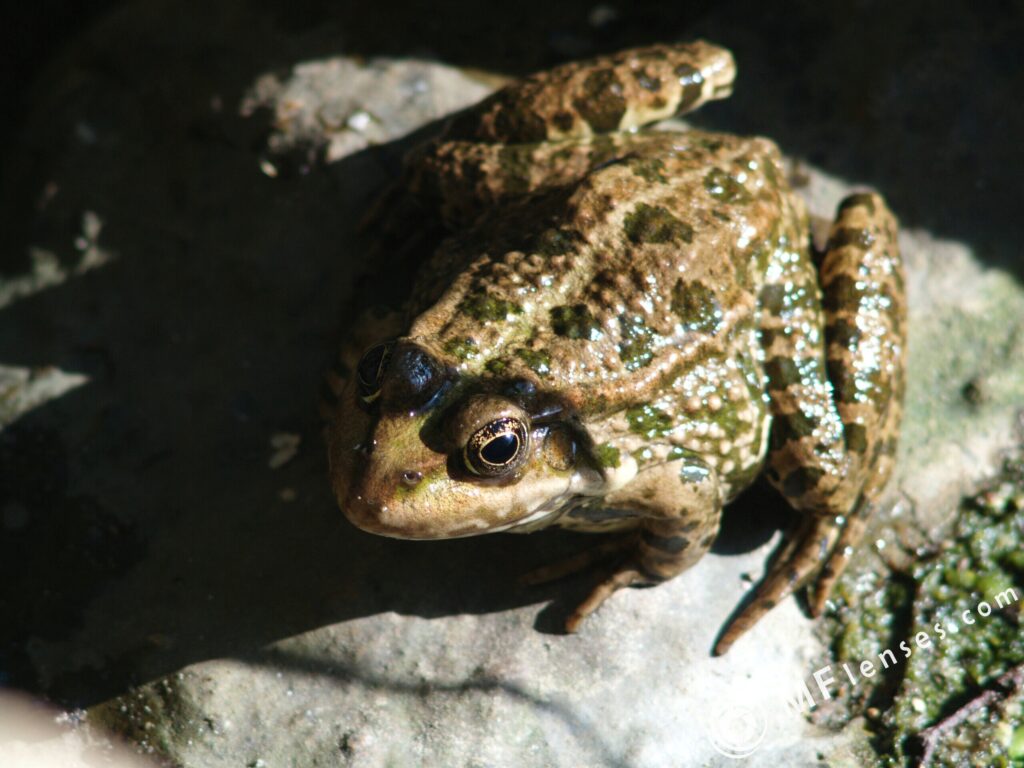 Tamron 200mm f3.5 04B-3087
