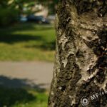 Tamron 28mm f/2.5 02B-2022