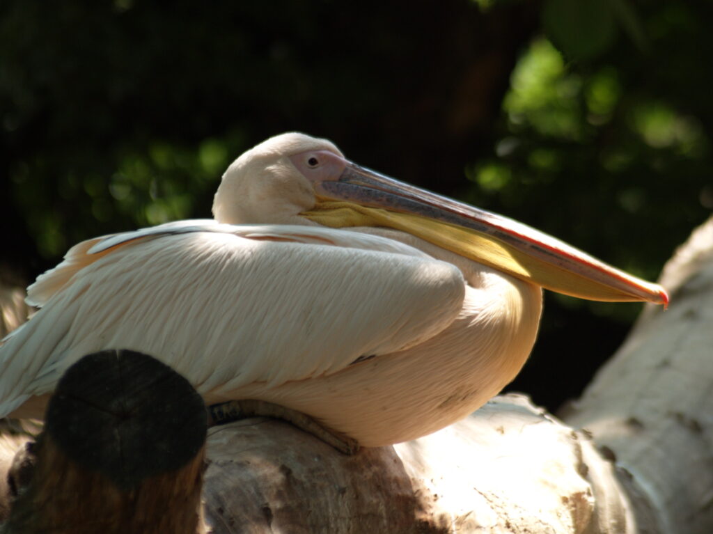 SP 180mm f/2.5 LD-IF 63B-4647