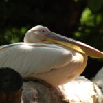 SP 180mm f/2.5 LD-IF 63B-4647