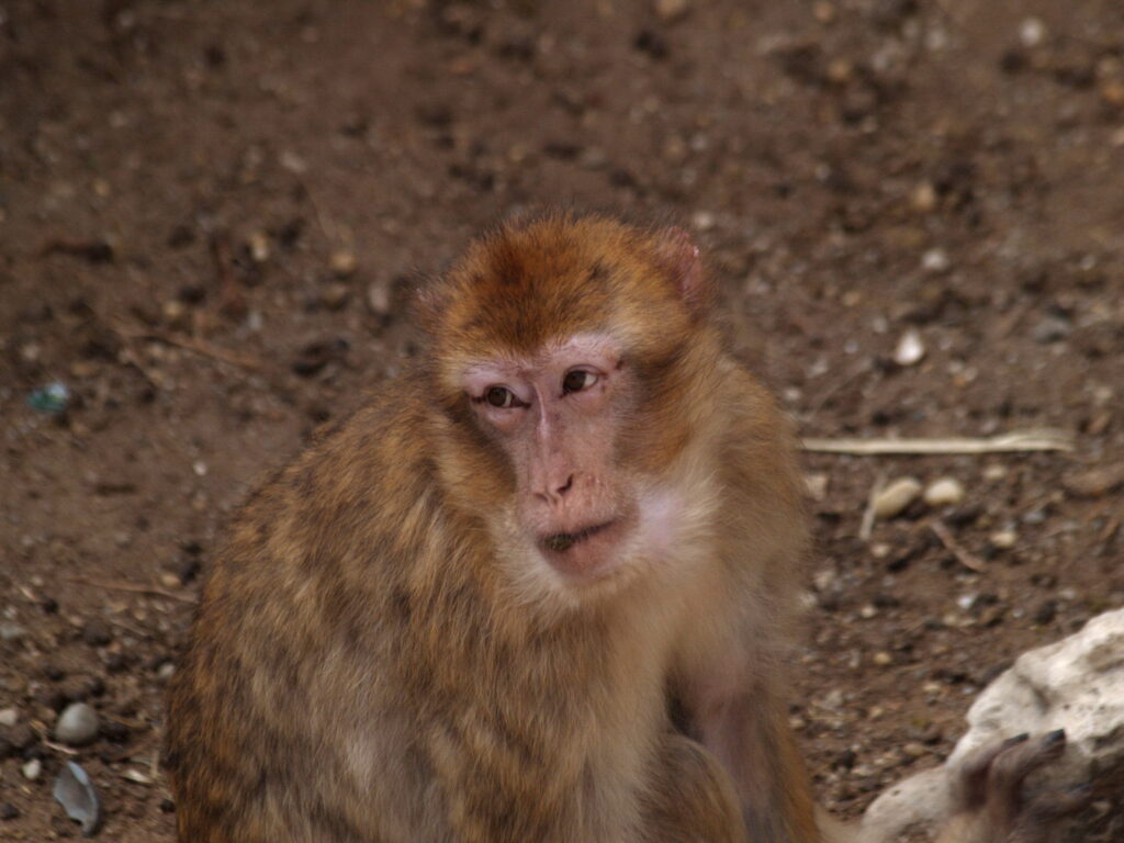 SP 180mm f/2.5 LD-IF 63B-4897