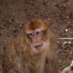 SP 180mm f/2.5 LD-IF 63B-4897
