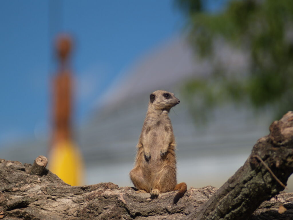 SP 180mm f/2.5 LD-IF 63B-4899