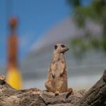 SP 180mm f/2.5 LD-IF 63B-4899