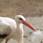 SP 180mm f/2.5 LD-IF 63B-4900