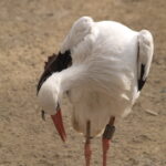 SP 180mm f/2.5 LD-IF 63B-4901