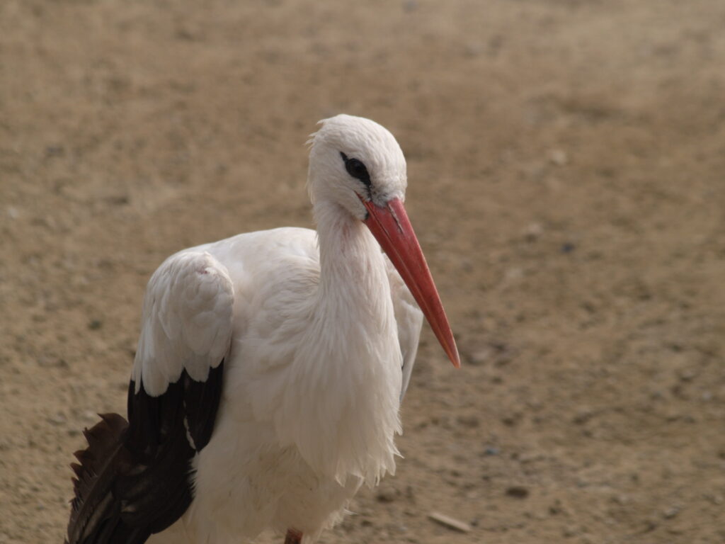 SP 180mm f/2.5 LD-IF 63B-4902