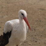 SP 180mm f/2.5 LD-IF 63B-4902