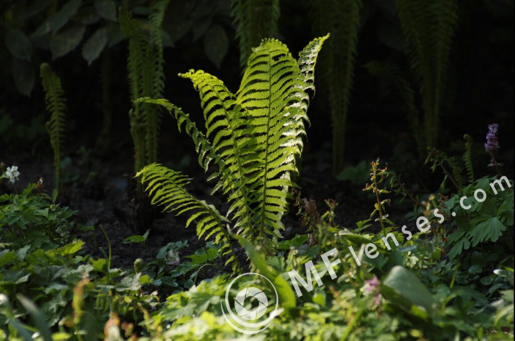 SP 180mm f/2.5 LD-IF 63B-1702