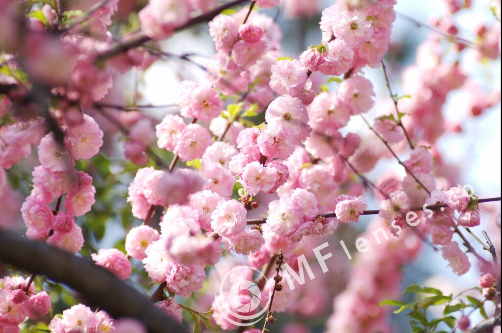 SP 180mm f/2.5 LD-IF 63B-1703