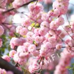 SP 180mm f/2.5 LD-IF 63B-1703