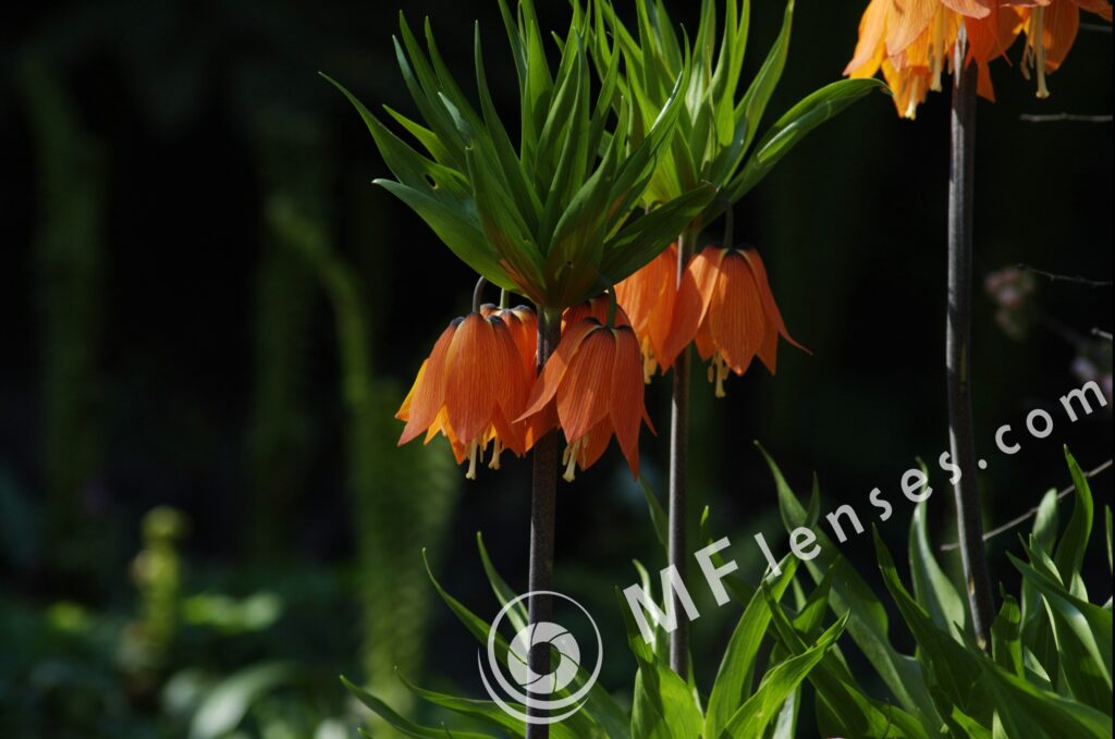 SP 180mm f/2.5 LD-IF 63B-1704