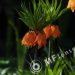 SP 180mm f/2.5 LD-IF 63B-1704