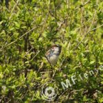 SP 180mm f/2.5 LD-IF 63B-1705