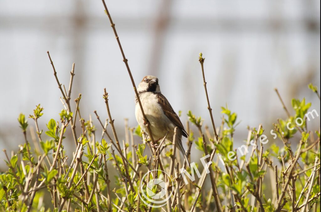 SP 180mm f/2.5 LD-IF 63B-1706