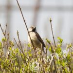 SP 180mm f/2.5 LD-IF 63B-1706
