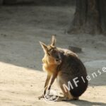 SP 180mm f/2.5 LD-IF 63B-1707