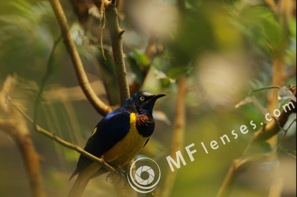 SP 180mm f/2.5 LD-IF 63B-1708