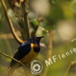 SP 180mm f/2.5 LD-IF 63B-1708