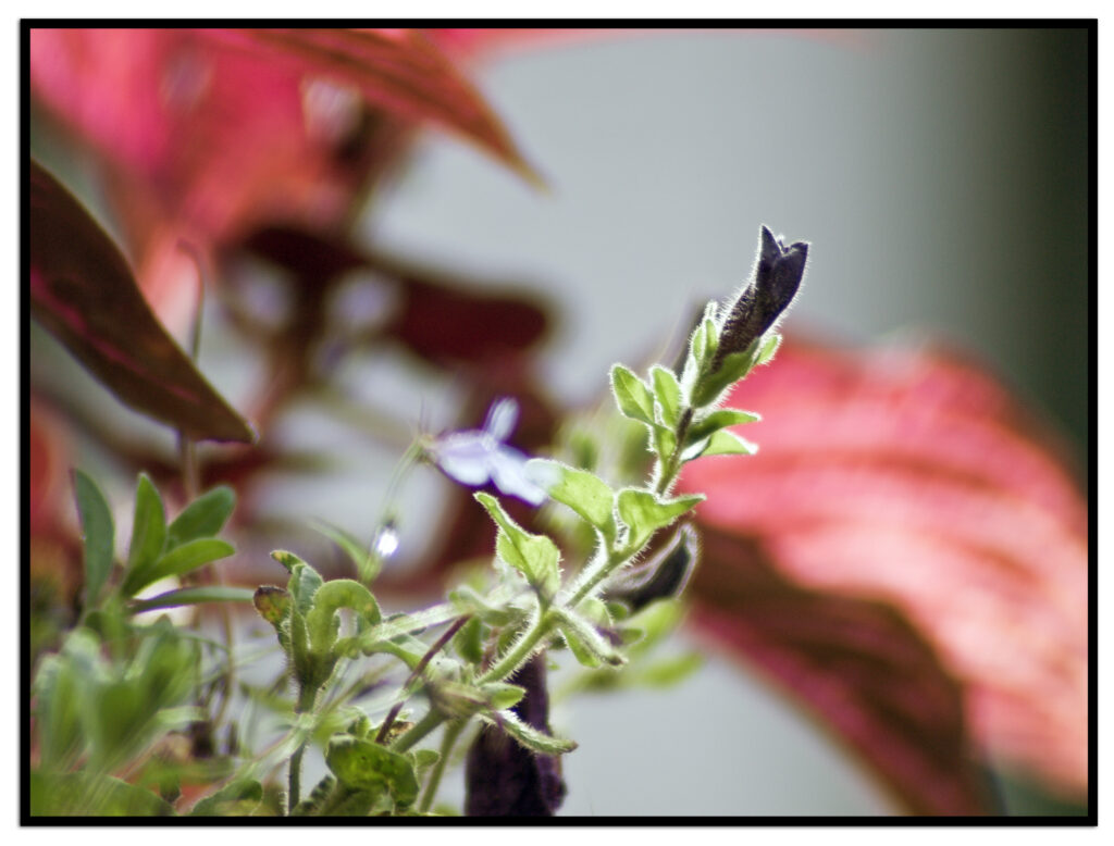 Tamron SP 200-500-5426