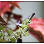 Tamron SP 200-500-5426