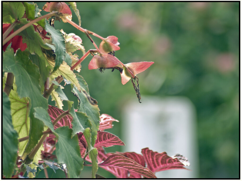 Tamron SP 200-500-5428