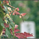Tamron SP 200-500-5428