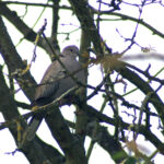 Tamron SP 200-500-5432