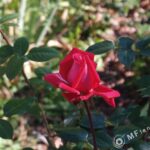 Tamron SP 24-48mm f3.5 13A-3138