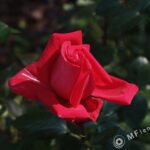 Tamron SP 24-48mm f3.5 13A-3139