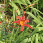 Tamron SP 24-48mm f3.5 13A-5220