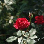 Tamron SP 24-48mm f3.5 13A-3141