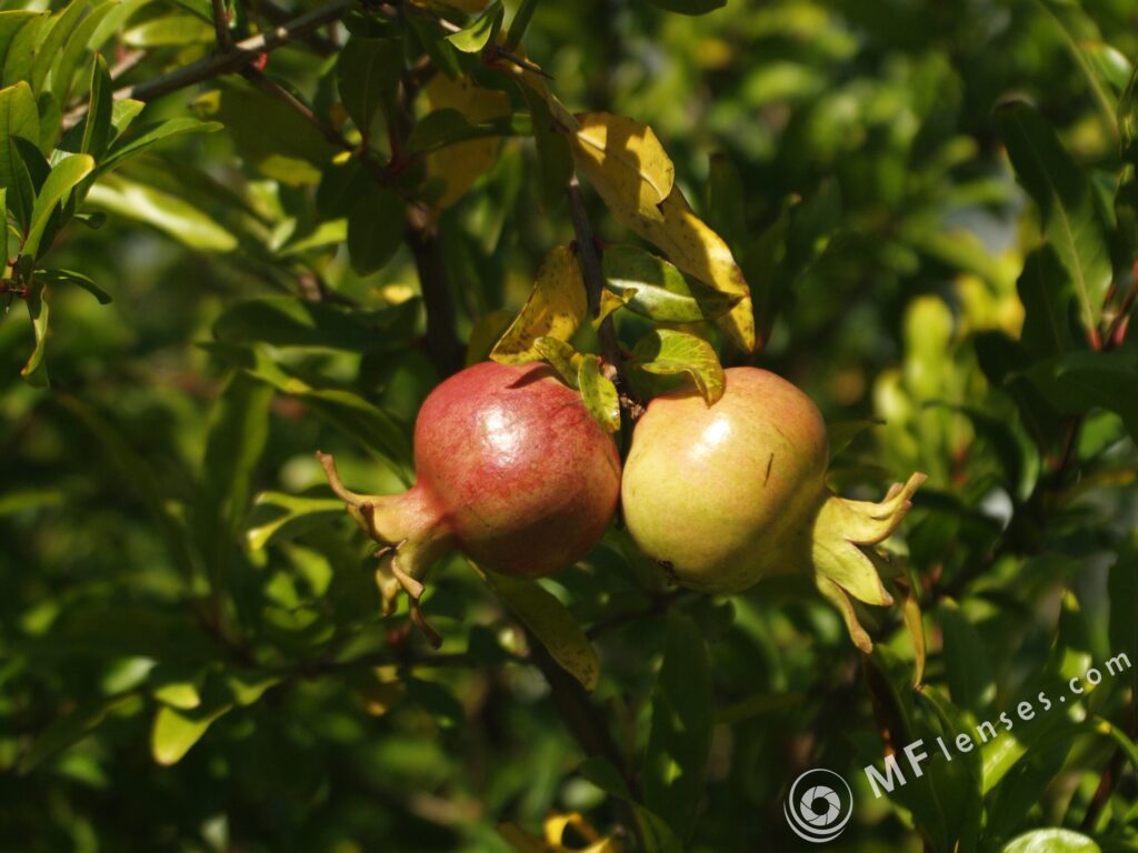 Tamron SP 24-48mm f3.5 13A-3142