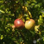 Tamron SP 24-48mm f3.5 13A-3142