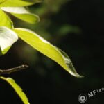 Tamron SP 24-48mm f3.5 13A-3147