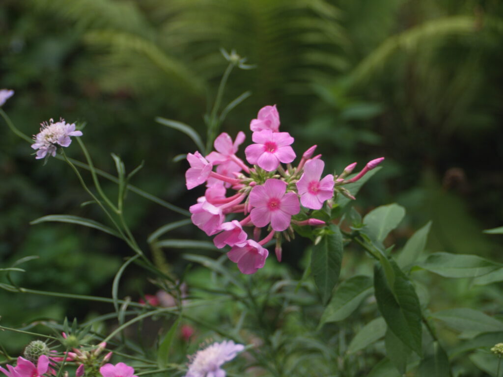 Tamron SP 24-48mm f3.5 13A-5227