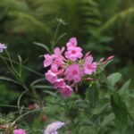 Tamron SP 24-48mm f3.5 13A-5227
