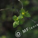Tamron SP 28-80mm f/3.5-4.5 27A-1554