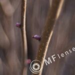Tamron SP 28-80mm f/3.5-4.5 27A-1557