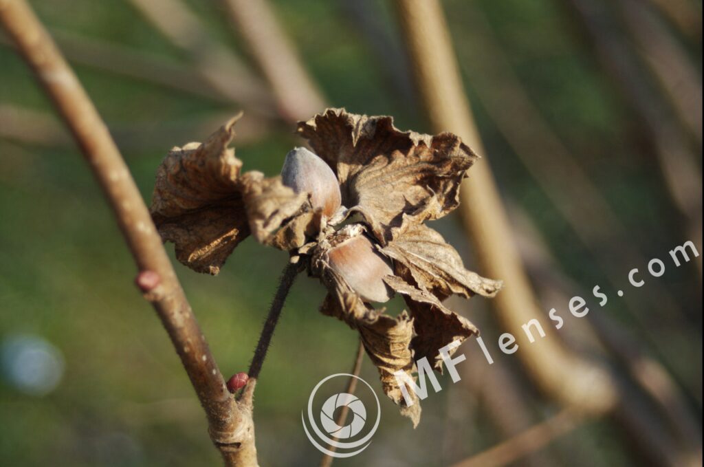 Tamron SP 28-80mm f/3.5-4.5 27A-1559