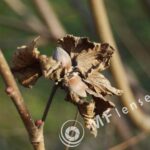 Tamron SP 28-80mm f/3.5-4.5 27A-1559