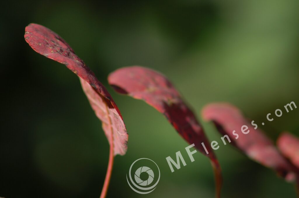 Tamron SP 300mm f/5.6 54B-659